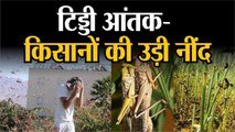 Locust attack ||  किसानों की उड़ी नींद