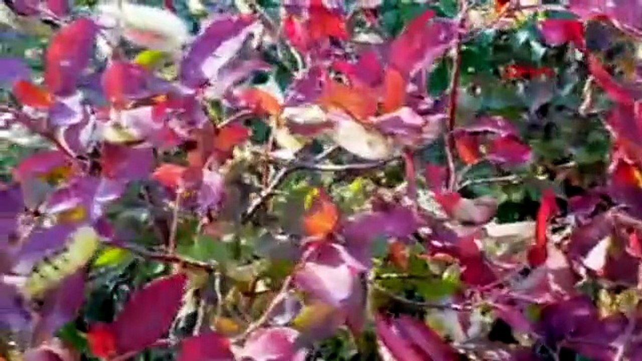 Tırtıl istilasına uğrayan ormanlar yeniden yeşerdi