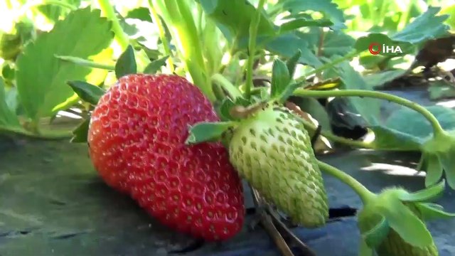 Çilek Hasadı Başladı! Çilek Tarlada 5 Pazarda İse 10 TL