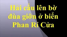 Clip: Chú hải cẩu lên bờ đùa giỡn với người dân trước khi bị đánh chết