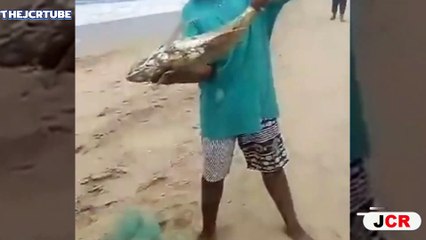 Salen miles de peces del mar Acapulco en plena crisis por coronavirus