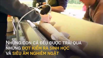 Bạn đã bao giờ thử món “vàng đen” đắt đỏ này chưa?