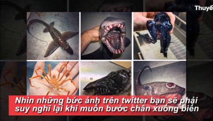 NHỮNG SINH VẬT ĐÁNG SỢ DƯỚI ĐÁY BIỂN