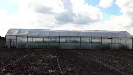 Çiftçi seradaki ilk hasadın gelirini Milli Dayanışma Kampanyası'na bağışladı