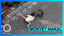 Monyet culik anak saat naik motor - TomoNews