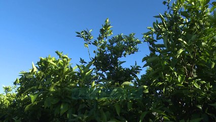 Strasburgu vendos per pronat - News, Lajme - Vizion Plus