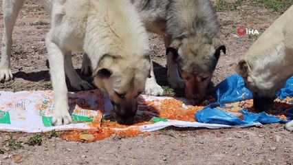 İnşaat işçisi sokak hayvanlarının ‘can dostu’ oldu