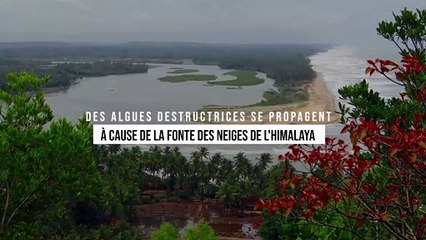 Des algues destructrices se propagent à cause de la fonte des neiges de l'Himalaya