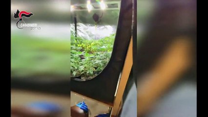 Torino - Intervengono per un malore scoprono serra di marijuana in casa (11.05.20)
