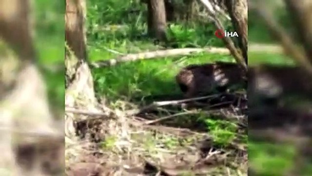 Vahşi vaşağı ‘pisi pisi’ diye çağırdı