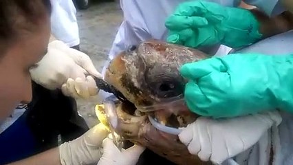 Rơi nước mắt cảnh lấy mảnh lưới từ miệng chú rùa