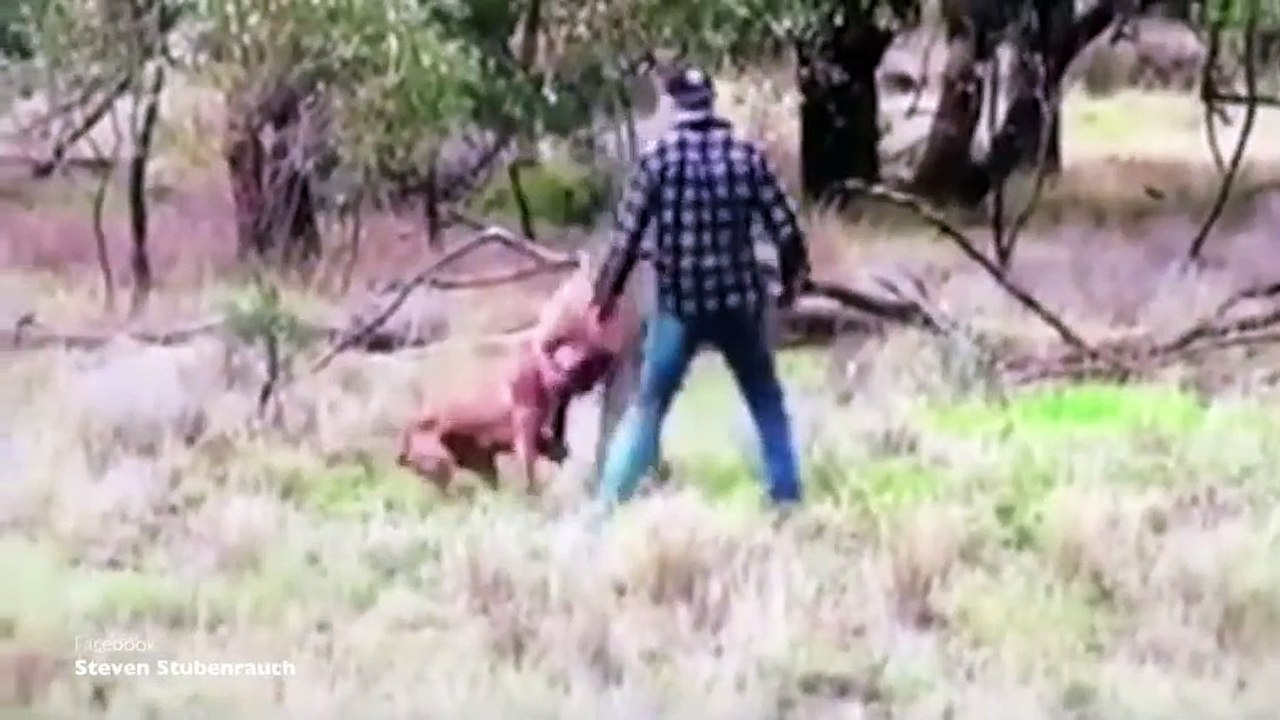 Người đàn ông đã đấm bốc kangaroo để bảo vệ chó cưng của mình