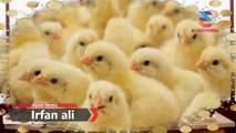 How to start Desi Murgi farming | Part 06 | Feeders | Drinkers | Poultry farming | Urdu/Hindi