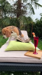 Beagle Settles in With a Good Book