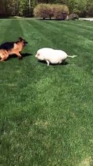 Piggy Plays Tag With Puppy Dog