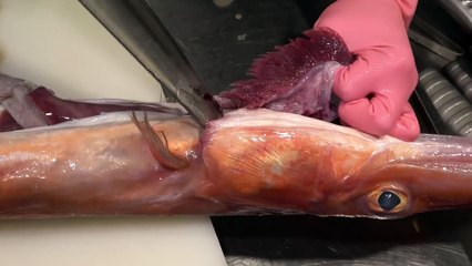 Giant ALIEN FISH -Taiwanese Street Food