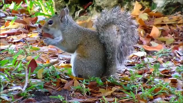 Mangrobe forest The Sundarbans (সুন্দরবন) Bangladesh