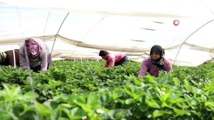 Üreticinin elinde kalan çilekler ihtiyaç sahiplerine dağıtıldı