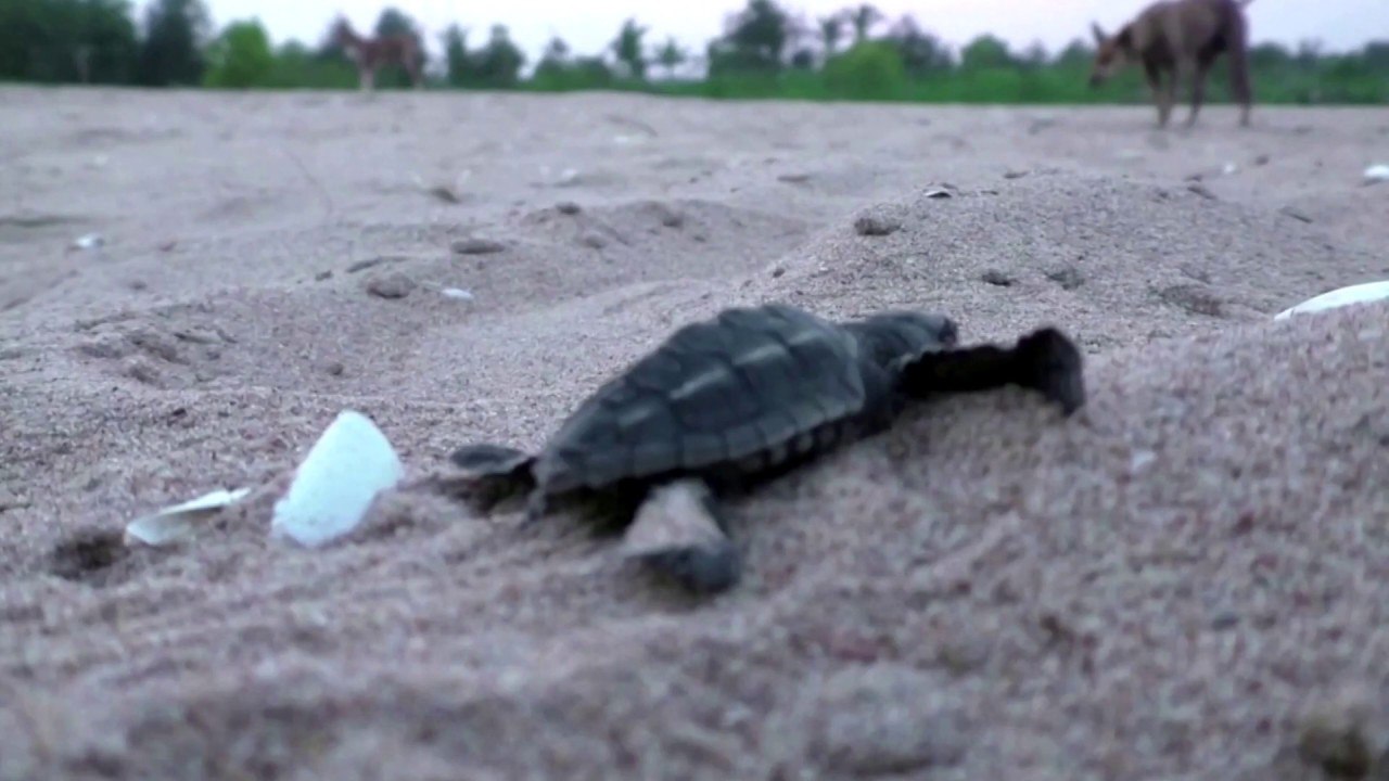 Millions of endangered baby turtles cross lockdown-cleared beach to sea