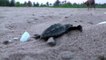 Millions of endangered baby turtles cross lockdown-cleared beach to sea
