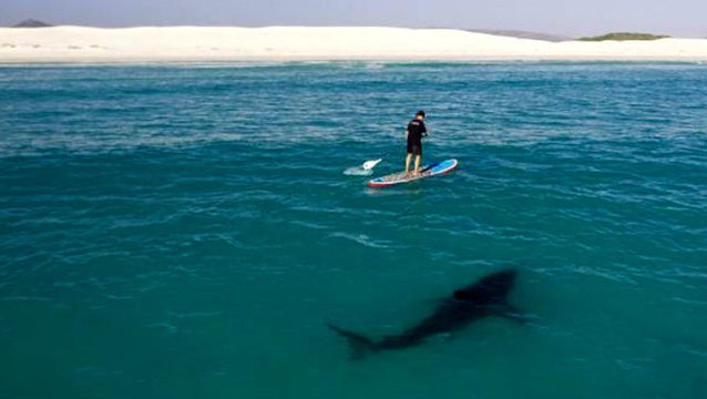 Genç sörfçü, köpek balığı saldırısından yumruklarıyla kurtuldu