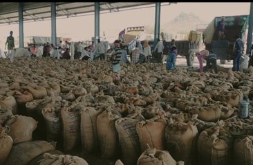 अन्न के भरे भंडार, फिर भी किसान लाचार, कृषि मंडियों में नहीं हो रही खरीद