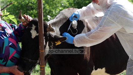 Sëmundja e plasjes, nis vaksinimi i bagëtive në 6 qarqe