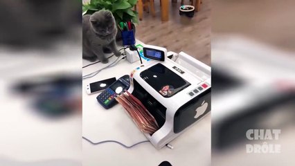 Vidéo De Chat  Drôle  À Mourir De Rire