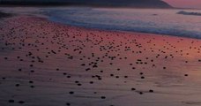 Des milliers de tortues marines ont pondu des oeufs sur une plage indienne !
