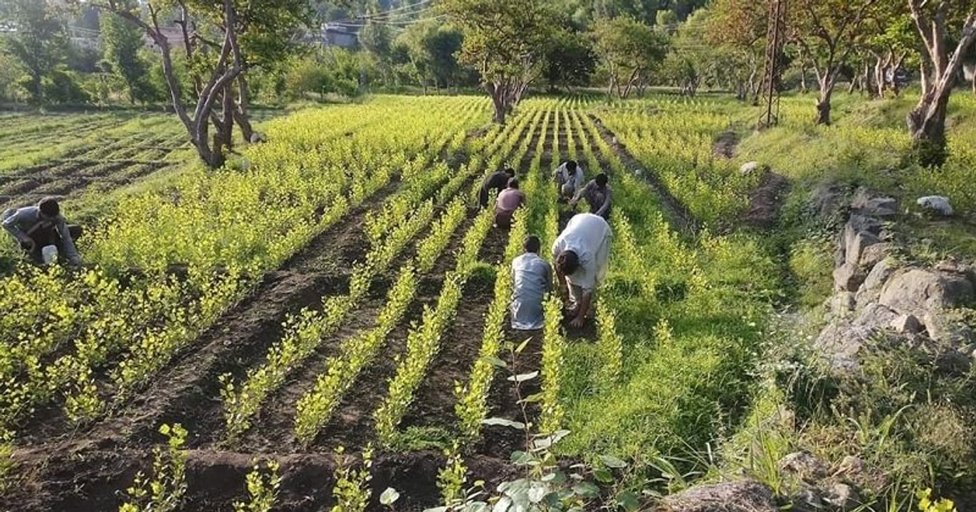 Le Pakistan emploie 63000 personnes pour aider à planter 10 milliards d'arbres et lutter contre le chômage massif