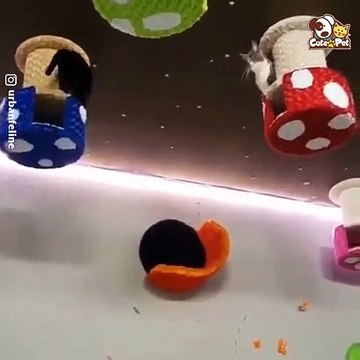 Grâce à leurs pattes, les chats sont très habiles et peuvent réaliser des missions impossibles.