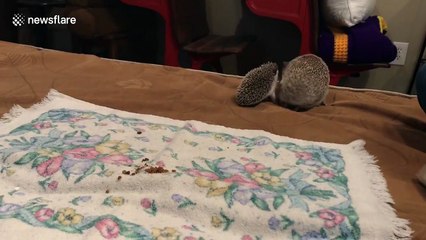 Mother hedgehog and her 25-day-old babies are the cutest