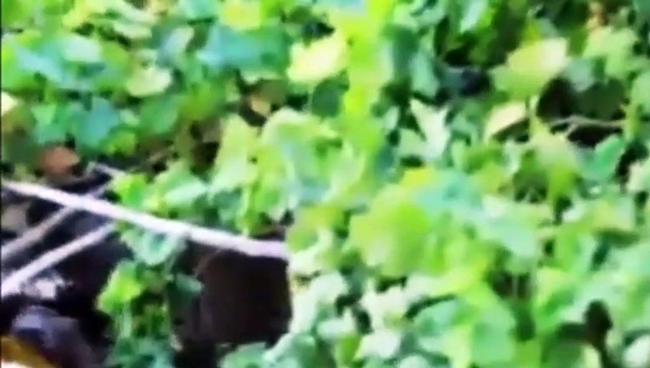 OZAN CAN SARBOĞA - EZ NAZEWCIM SEBA TE - 2020 KÜRTÇE YENİ KLİP - HD