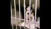 ♥Cute Puppies Doing Funny Things 2020♥ #10 Cutest Dogs