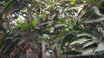 ফলের এবং ফুলের বাগান বাড়িতে।।।।Myfruits and flowers  garden