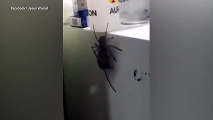 Nhện khổng lồ tha chuột