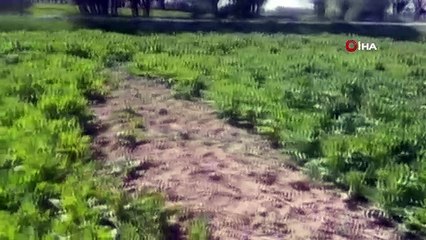 Kütahya’da 624 bin 440 kök kaçak ekilmiş haşhaş bitkisi ele geçirildi