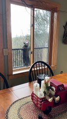 Bears Take Out Bird Feeder