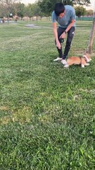 Corgi Pup Doesn’t Want To Go Home Yet