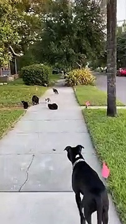 Cat Pack Unfriendly Towards Pooch