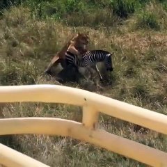 Momma Zebra saves baby from Lioness
