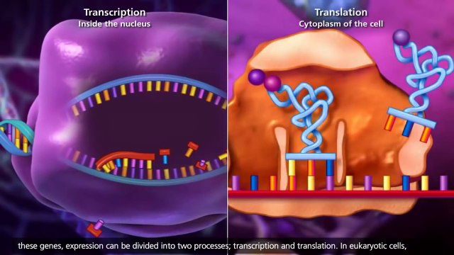 DNA transcription and translation [HD animation]