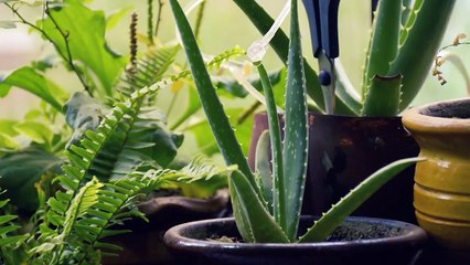 How Isagenix Works: A Quick Overview