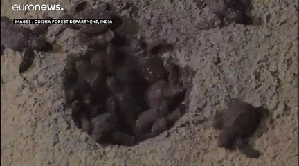 En Inde, les tortues se déconfinent