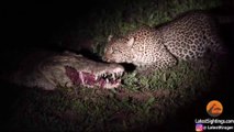 Leopard Eats Food Right Out a Crocodile's Mouth | Kruger Sightings