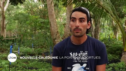 Nouvelle-Calédonie : La ponte des tortues