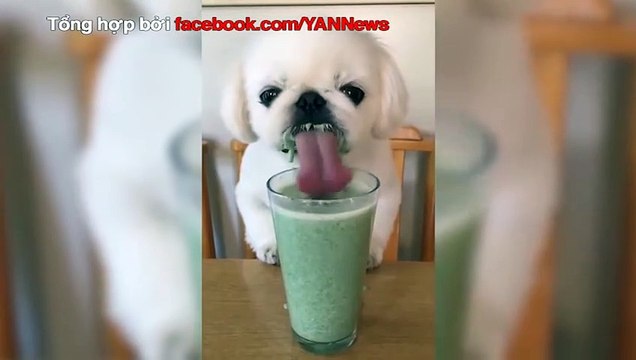 những chú chó nổi tiếng vì ăn quá đáng yêu