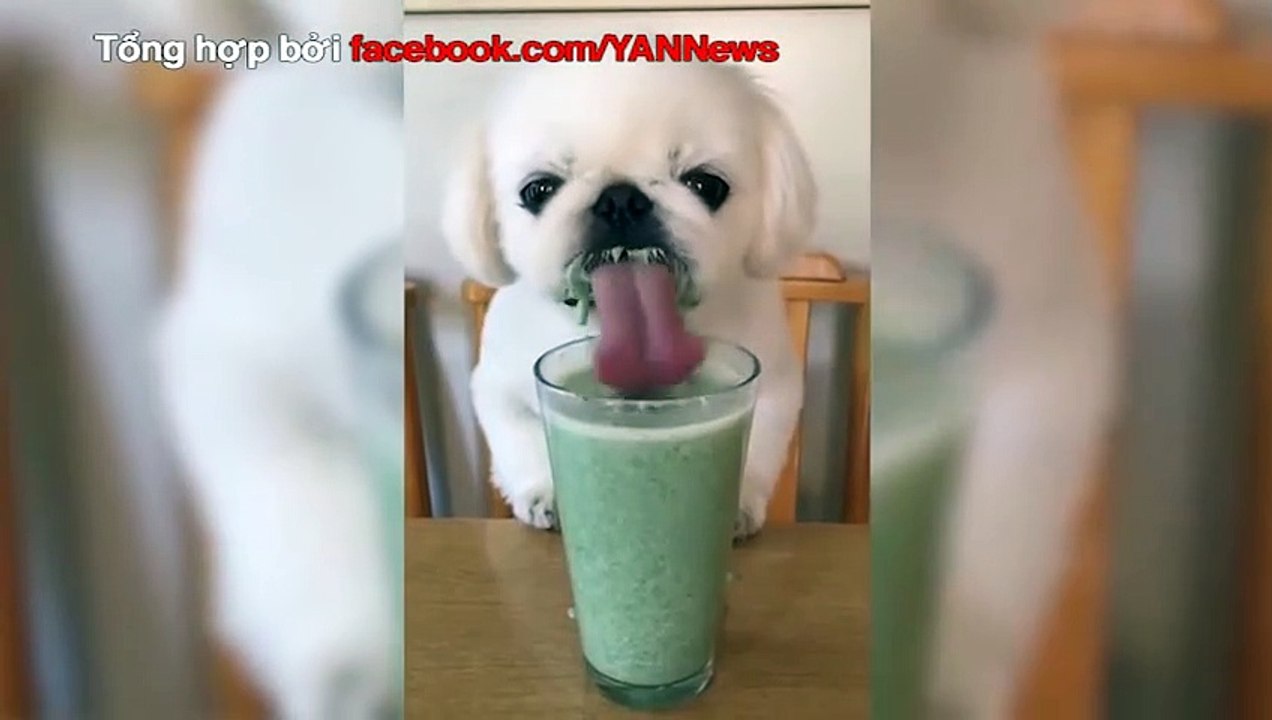 những chú chó nổi tiếng vì ăn quá đáng yêu