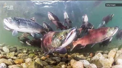 Salmon Use a 'Compass' in Their Skin To Migrate Via Earth's Magnetic Field