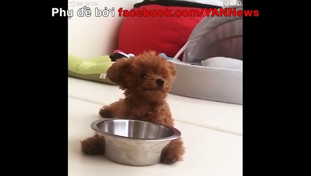 Chú chó y hệt như gấu bông khiến cư dân mạng phát cuồng